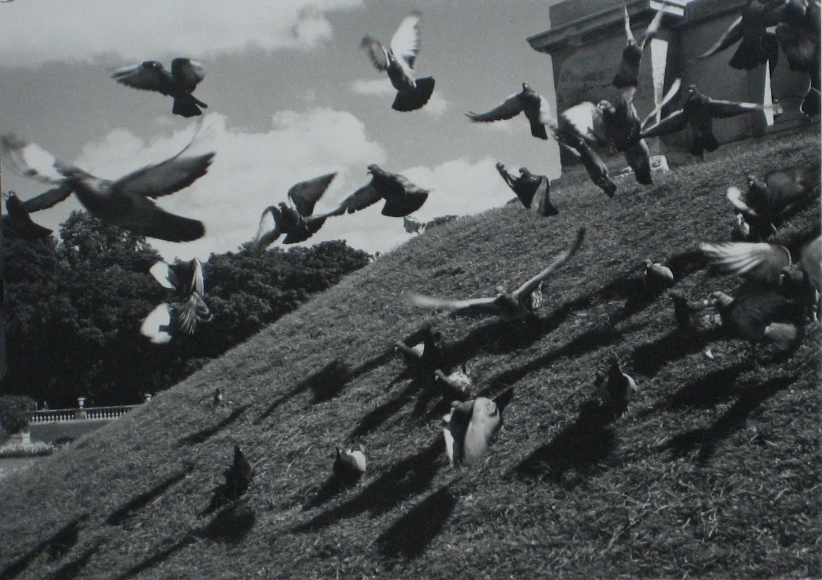 Birds in Flight-Roz Joseph